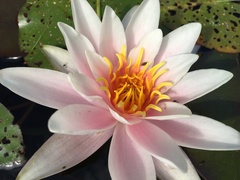 Nymphaea × marliacea