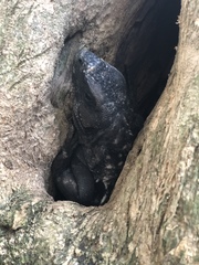 Ctenosaura oedirhina