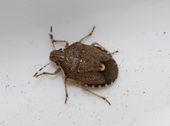 Holcostethus albipes