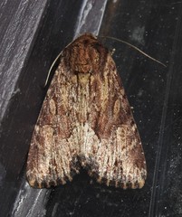 Apamea lignicolora