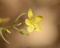 Hesperolinon breweri