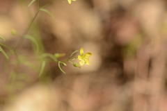 Hesperolinon breweri