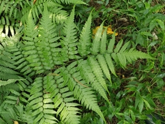 Diplazium taiwanense