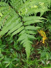 Diplazium taiwanense
