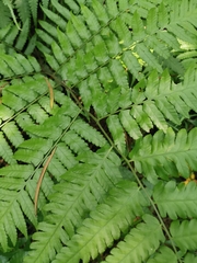 Diplazium taiwanense