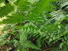 Diplazium taiwanense