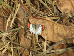 Colotis danae eupompe
