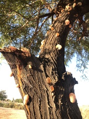 Prosopis