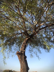 Prosopis