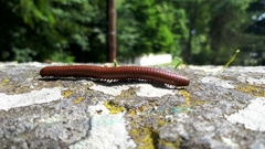 Pachyiulus hungaricus