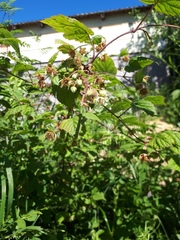 Rubus idaeus