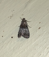 Pococera maritimalis