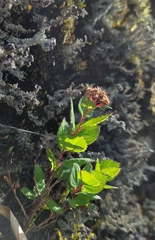 Spiraea morrisonicola