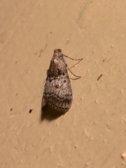 Pococera maritimalis