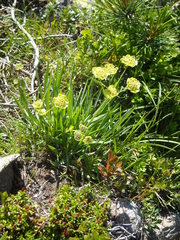 Bupleurum stellatum