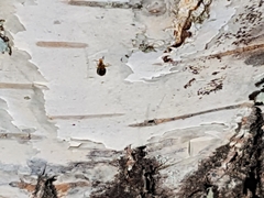Salpingus ruficollis