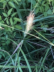Elymus virginicus halophilus