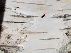 Salpingus ruficollis