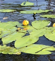 Nuphar sagittifolia