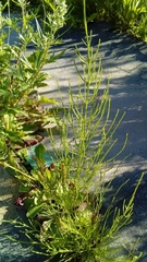Equisetum arvense
