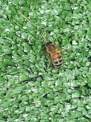 Apis mellifera