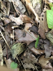 Allonemobius maculatus