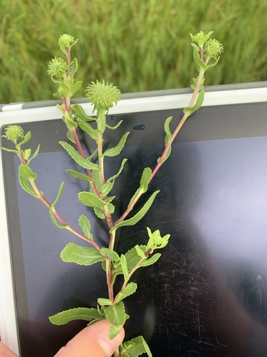 Curlycup Gumweed
