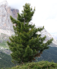 Pinus cembra