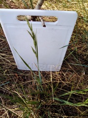 Bromus marginatus