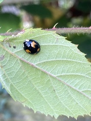 Harmonia axyridis