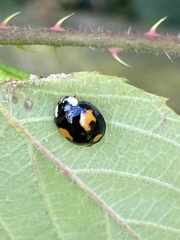 Harmonia axyridis