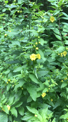 Dasistoma macrophylla