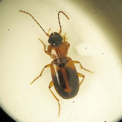 Badister neopulchellus
