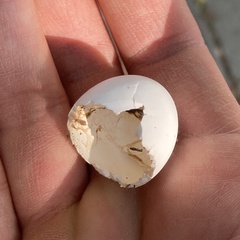 Patagioenas fasciata