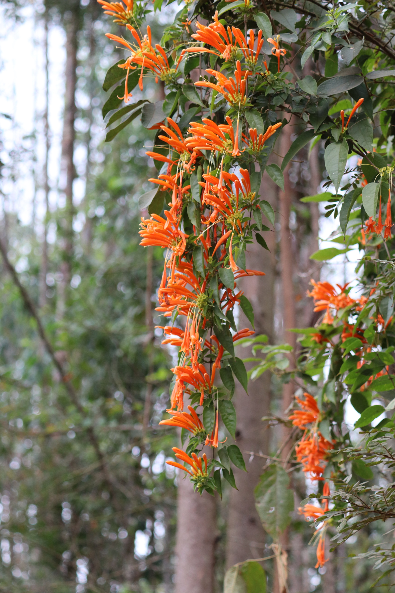 Pyrostegia venusta