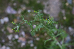 Senecio vulgaris