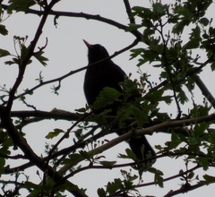 Turdus merula