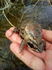 Moor Frog photo 5
