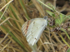 Colotis danae eupompe
