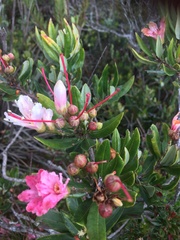 Bejaria