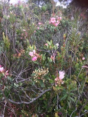 Bejaria