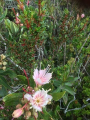 Bejaria