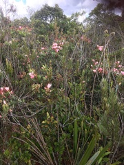 Bejaria