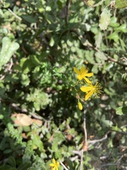 Hypericum thymifolium