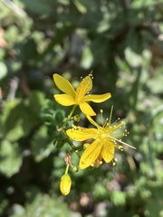 Hypericum thymifolium