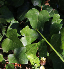 Hedera helix
