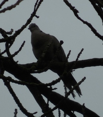 Streptopelia decaocto