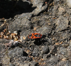 Pyrrhocoris apterus