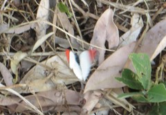 Colotis danae eupompe