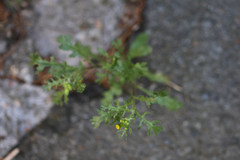 Senecio vulgaris